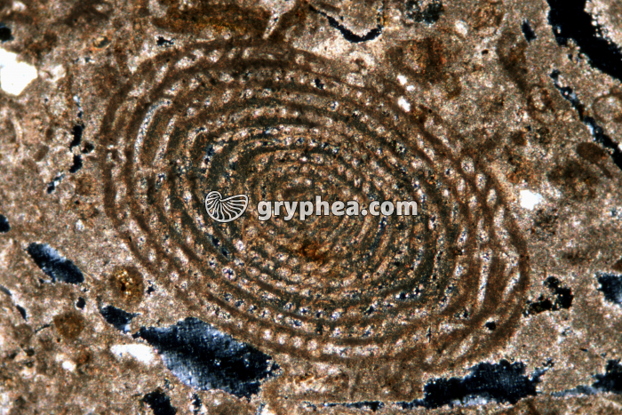 Microfossile dans un calcaire (Alvéoline) LPA x10 - gryphea.com